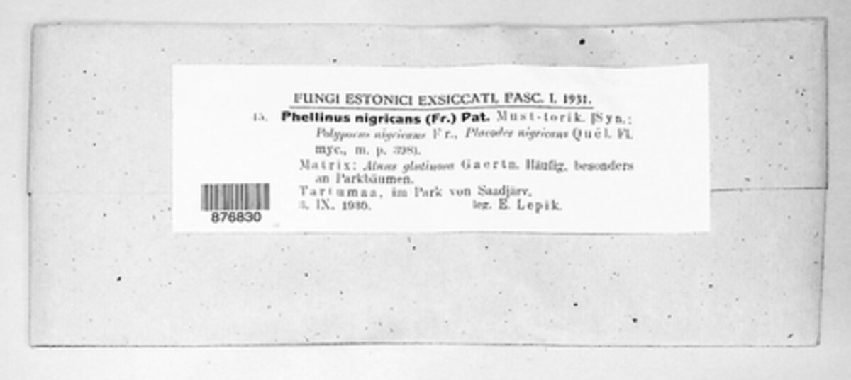 Phellinus igniarius image